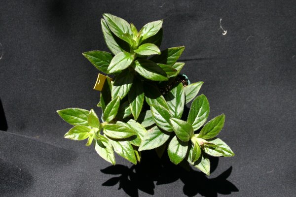 http://www.cloudjungle.com/cloudjungle/gesneriaceae/Columnea/Columnea Jeanne Katzenstein.jpg
